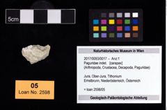 Foto (Objekt + Etikett) von Paguridae indet.  (NHMW-GEO-2017-0093-0017)